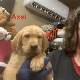 Axel - Yellow male Labrador Retriever puppy in Tigard, Oregon from Morrison Labrador Retreivers
