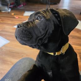 Cane Corso Puppies from Hardradas Dynasty Cane Corso