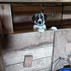 Anatolian Shepherd Dog and Dachshund Puppies from LaBrosa Kennels