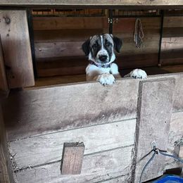 Anatolian Shepherd Dog and Dachshund Puppies from LaBrosa Kennels