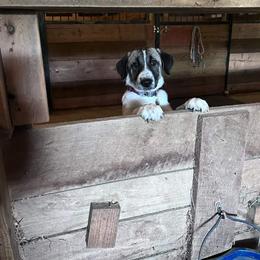 Anatolian Shepherd Dog and Dachshund Puppies from LaBrosa Kennels