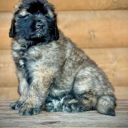 Sterling - Reddish brown male Leonberger puppy in Clarksville, Tennessee from Easter Acres