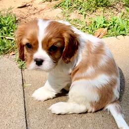 Alyssa (red ribbon) - Blenheim female Cavalier King Charles Spaniel puppy in Albany, Georgia from Legend Cavaliers