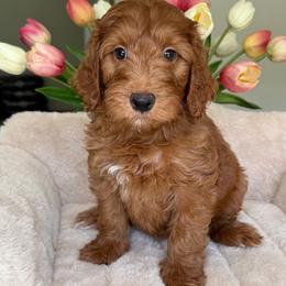 Mazda - Red  female Goldendoodle puppy in Yuciapa, California from AlltheDoodlez_