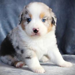 Gio - Blue merle male Miniature Australian Shepherd puppy in Menomonee Falls, Wisconsin from Hunt N Oaks