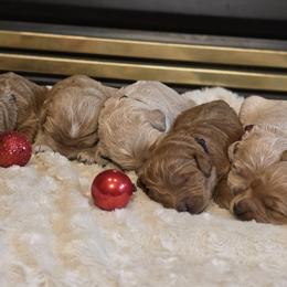 Goldendoodle puppies from Granton Creek