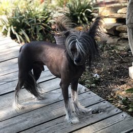 Queso - Chinese Crested