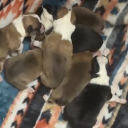 Pembroke Welsh Corgi puppies from Newton Hay & Cattle