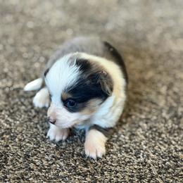 Girl 1 - Black and tan female Corgipoo puppy in Junction, Utah from Sugar Doodles