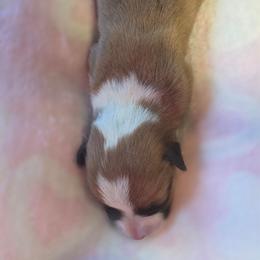 Girl 1 - Red female Pembroke Welsh Corgi puppy in Middleburg, Florida from Mulkeys Little Corgis