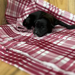 Baby girl 2 - Black and white female Portuguese Water Dog puppy in Chatfield, Minnesota from Next Generation