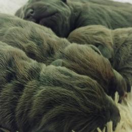 Cane Corso Puppies from Samantha Jackson