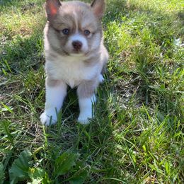 Pomsky Puppies from River Enz Pomskies