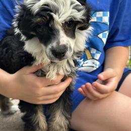 Chinese Crested Puppies from Windsong