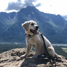 Golden Retriever Puppies from HuesofGold Halos
