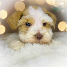 Midas - Parti male Miniature Schnauzer puppy in Dorr, Michigan from Enchanted Paws