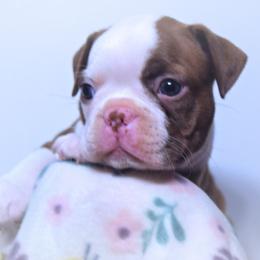 Baby Reba - Seal and white female Boston Terrier puppy in Kingsport, Tennessee from Sleepwalker Bostons