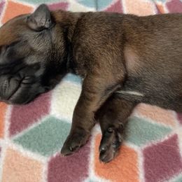 Belgian Malinois Puppies from Pyrex Kennels