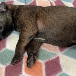 Belgian Malinois Puppies from Pyrex Kennels