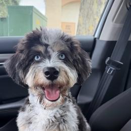 Assorted Doodle Crosses, Aussiedoodle, and Australian Shepherd Puppies from Junipersdoodles