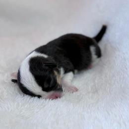 Firefly - Black and tan female Pembroke Welsh Corgi puppy in Arcanum, Ohio from Weissway Corgis