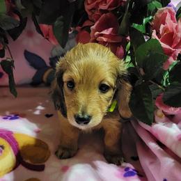 Dachshund Puppies from CLARK'S BREEDING PROGRAM