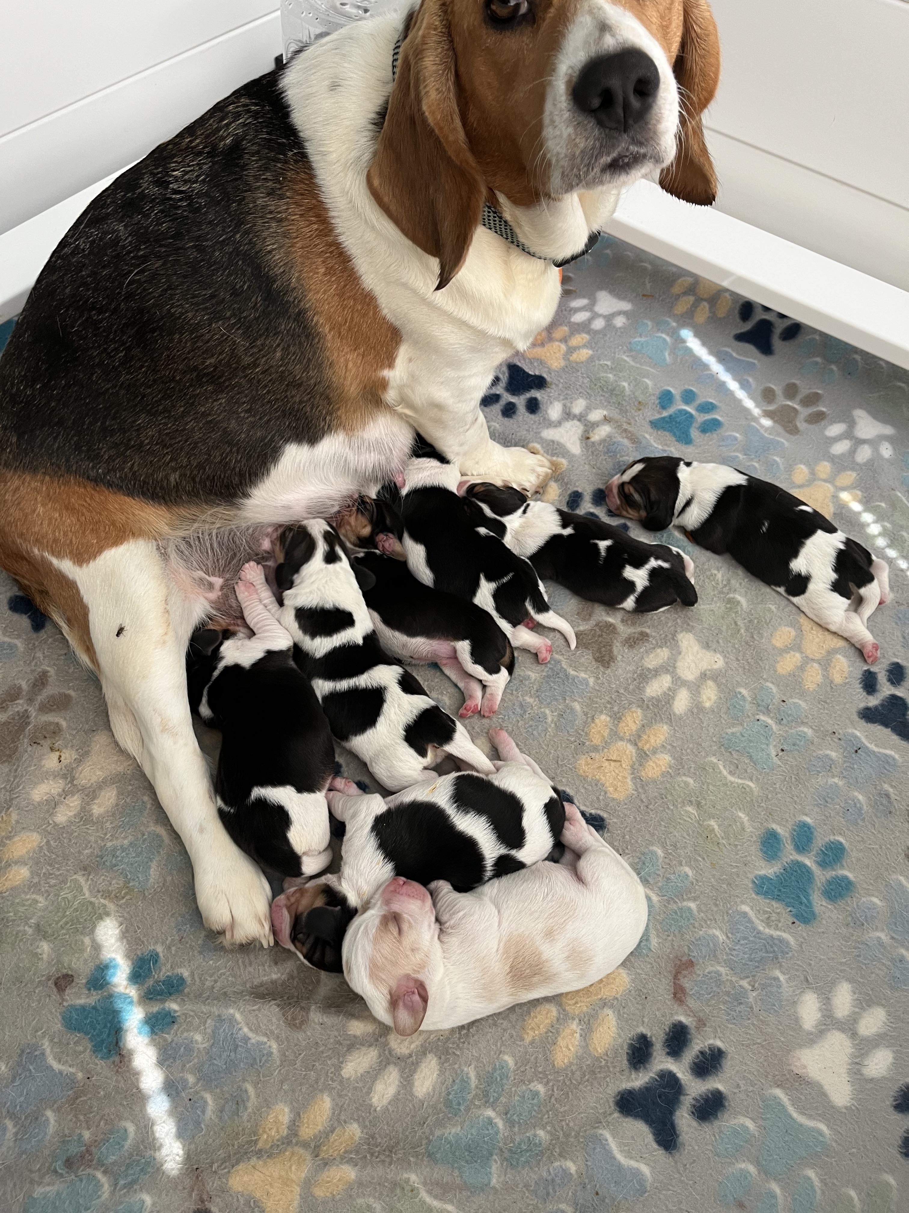 Beagles at 4G Ranch in Texas | Beagle puppies | Good Dog