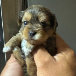 Boy 1 - Black gold and white male Shorkie puppy in San Tan Valley, Arizona from Great Mates