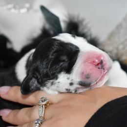 Great Dane Puppies from Gigantes de Cervantes