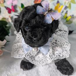 Cream Girl - Black and white female Shihpoo puppy in Rockledge, Florida from Stormie's Doodles