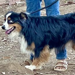 Sterling - Miniature Australian Shepherd
