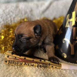 Belgian Malinois Puppies from Care 2 Protect