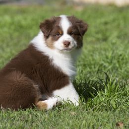 Australian Shepherd, Miniature American Shepherd, and Miniature Australian Shepherd Puppies from Diamond H Aussies