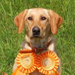 Labrador Retriever adult dog