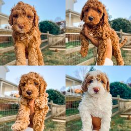 Cockapoo and Goldendoodle Puppies from My Forever Best Friend
