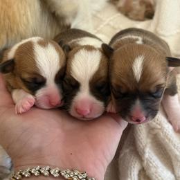 Pembroke Welsh Corgi Puppies from Texas Pembroke Corgis