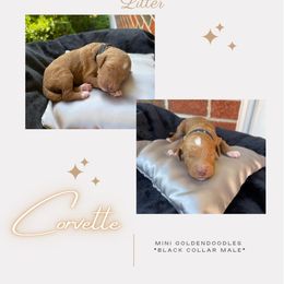 Boy 1 - Goldendoodle puppy in Nashville, Tennessee from Exclusive Doodles & Poodles