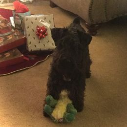 Jenny - Miniature Schnauzer
