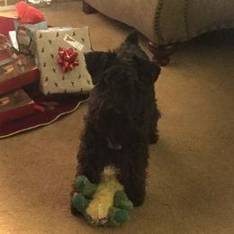 Jenny - Miniature Schnauzer