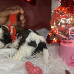 Shih Tzus from Glass City Shih Tzu