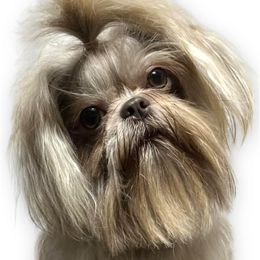 Penny - Shih Tzu