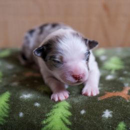 Australian Shepherd Puppies from River Run Australian Shepherds