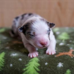 Australian Shepherd Puppies from River Run Australian Shepherds