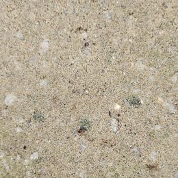 Long hair Girls 2 - Piebald female Dachshund puppy in Prattville, Alabama from Bridge Creek Dachshunds