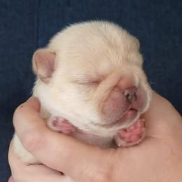 French Bulldog Puppies from Diamond Dreams French Bulldogs