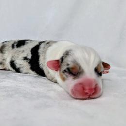 Linus - Blue merle and white male American Corgi puppy in Clarksville, Tennessee from Cold Creek Family Farm LLC