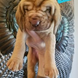 Bloodhound Puppies from KRC Ozark Mountain Bloodhounds