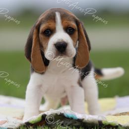 AKC 'Wrangler' - Black tan and white male Beagle puppy in Lamar, Missouri from Marti Acres ~ Boston Terrier & Beagles