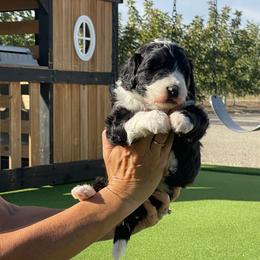Murphy - Black and white male Bernedoodle puppy in Yuba City, California from Ranch House Doodles