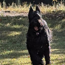 Giant Schnauzers from Tseekhah (Complete Darkness) Kennel